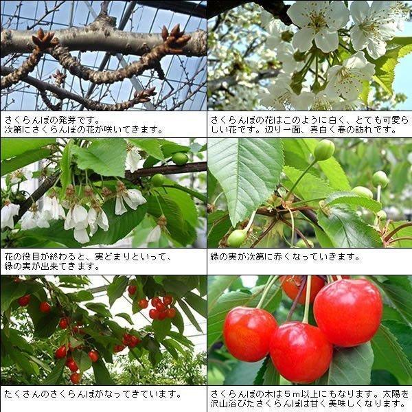 母の日 桃 温室桃 父の日 さくらんぼ グルメギフト プレゼント 送料無料※一部を除く |  | 12