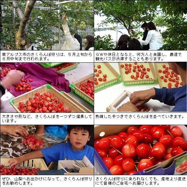 母の日 桃 温室桃 父の日 さくらんぼ グルメギフト プレゼント 送料無料※一部を除く |  | 13