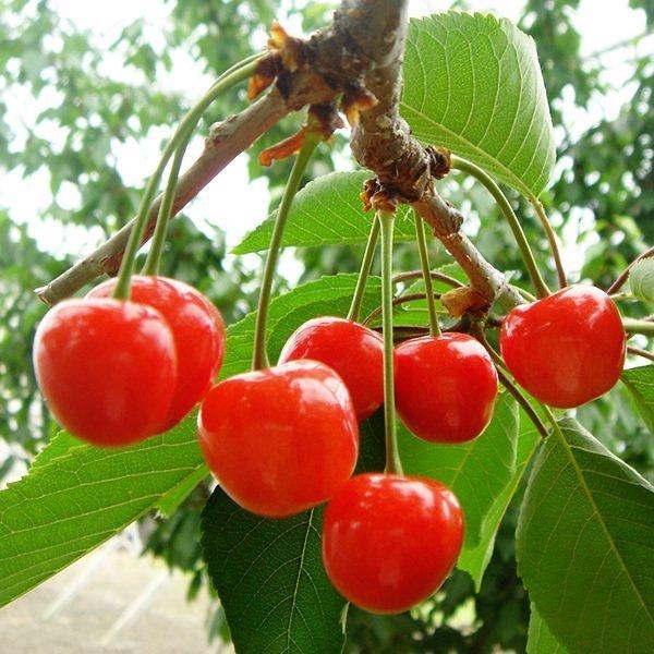 母の日 桃 温室桃 父の日 さくらんぼ グルメギフト プレゼント 送料無料※一部を除く |  | 15