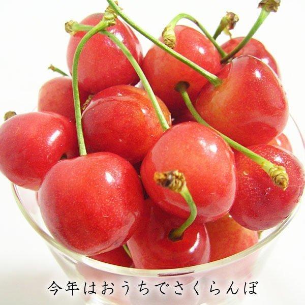 母の日 桃 温室桃 父の日 さくらんぼ グルメギフト プレゼント 送料無料※一部を除く |  | 16