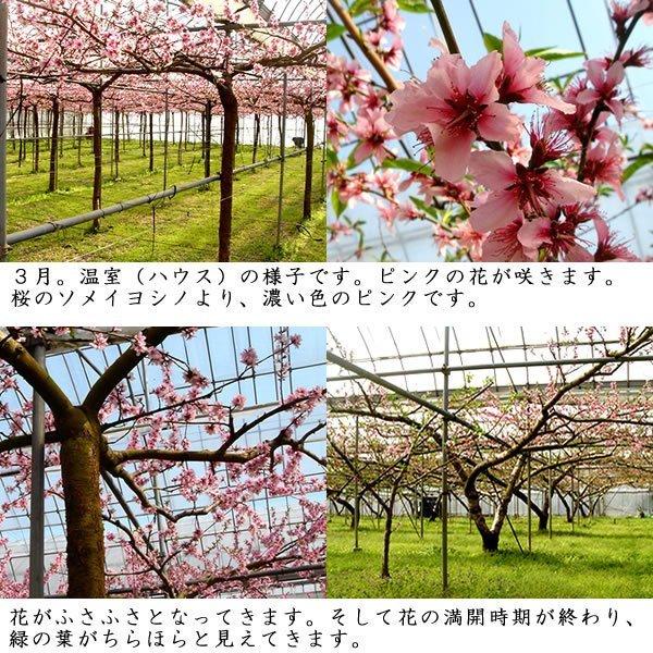 母の日 桃 温室桃 父の日 さくらんぼ グルメギフト プレゼント 送料無料※一部を除く |  | 06