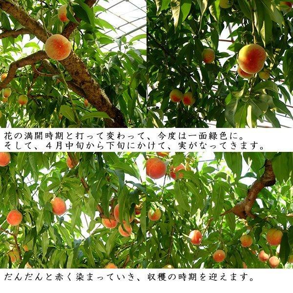 母の日 桃 温室桃 父の日 さくらんぼ グルメギフト プレゼント 送料無料※一部を除く |  | 07