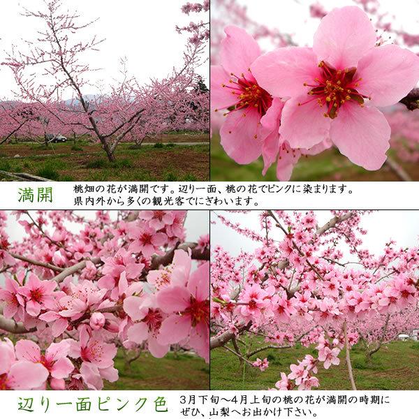 敬老の日 ギフト 桃 山梨 フルーツ もも モモ 黄金桃 ３kg 送料無料 贈答用 お取り寄せ 産地直送 果物 内祝 お誕生日プレゼント 御礼 御祝 Fr Peach5 3 山梨お取り寄せフルーツ 通販 Yahoo ショッピング