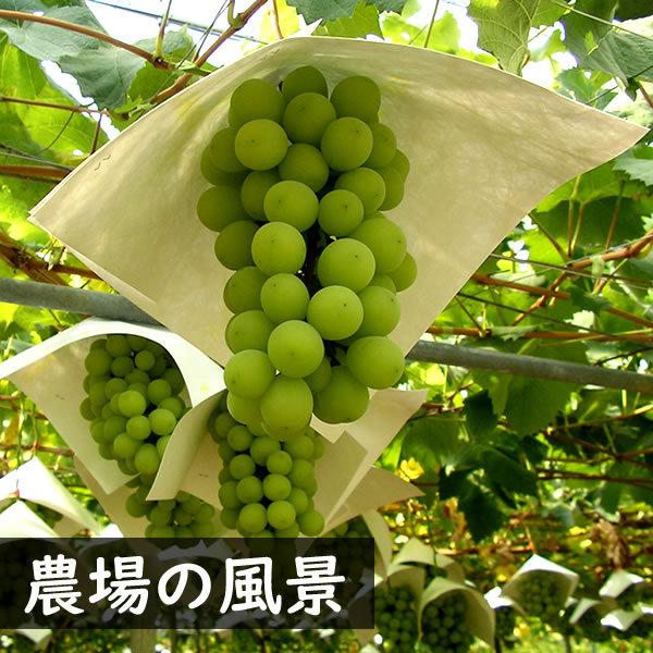 シャインマスカット ぶどう 山梨県産 1.2kg 2〜3房入り 贈答用 ギフト