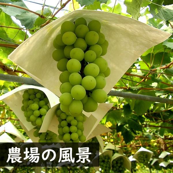 シャインマスカット 2kg ぶどう 山梨県産 3〜5房入り 贈答用 ギフト