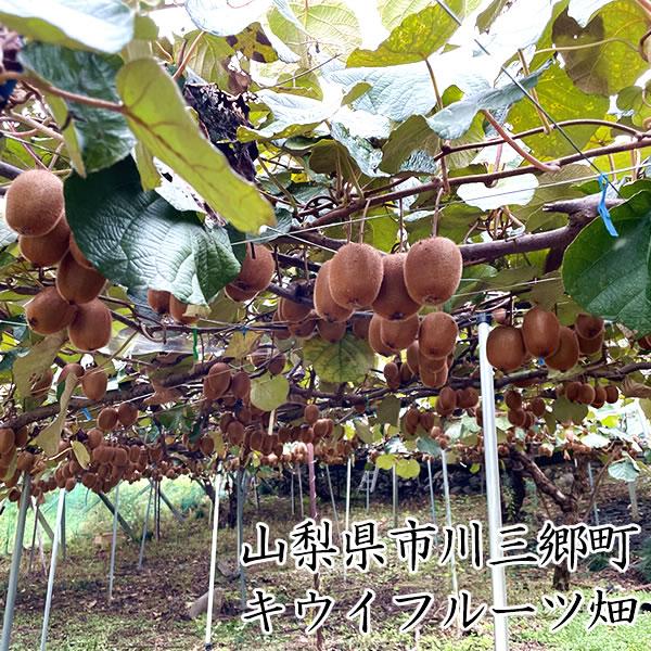 キウイ レインボーレッドと同種 レッドキウイ 山梨県産 1.8kg〜2kg 15