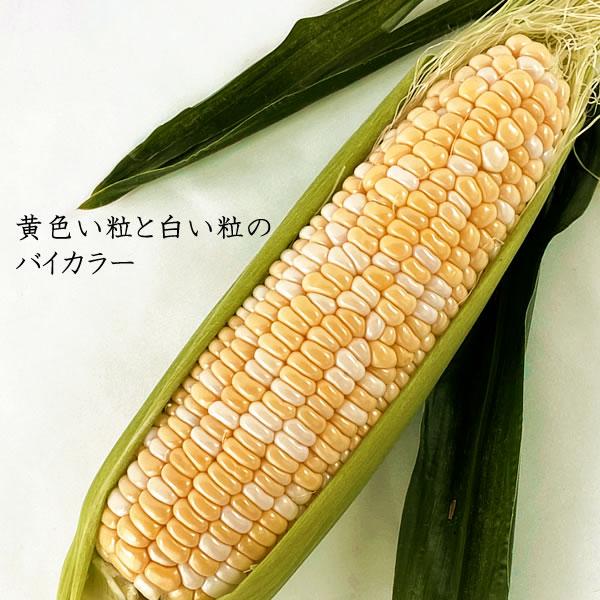 父の日 お中元 甘々娘 とうもろこし かんかん娘 スイートコーン 山梨県