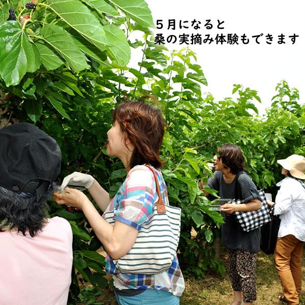 桑の葉茶 粉末 桑の葉パウダー 山梨産 100％ 甲斐の桑の葉 100g 効能