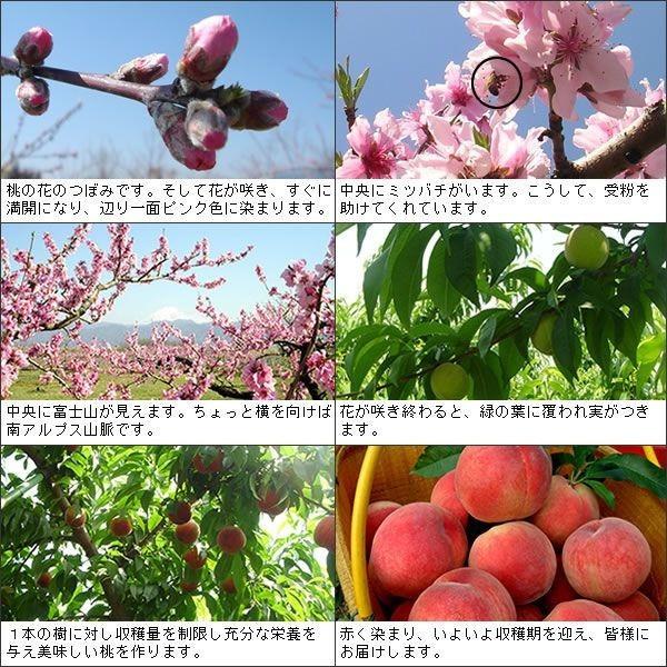 山梨産 桃 ご自宅用 1kg 5〜6個入り :peach1:山梨お取り寄せフルーツ ...