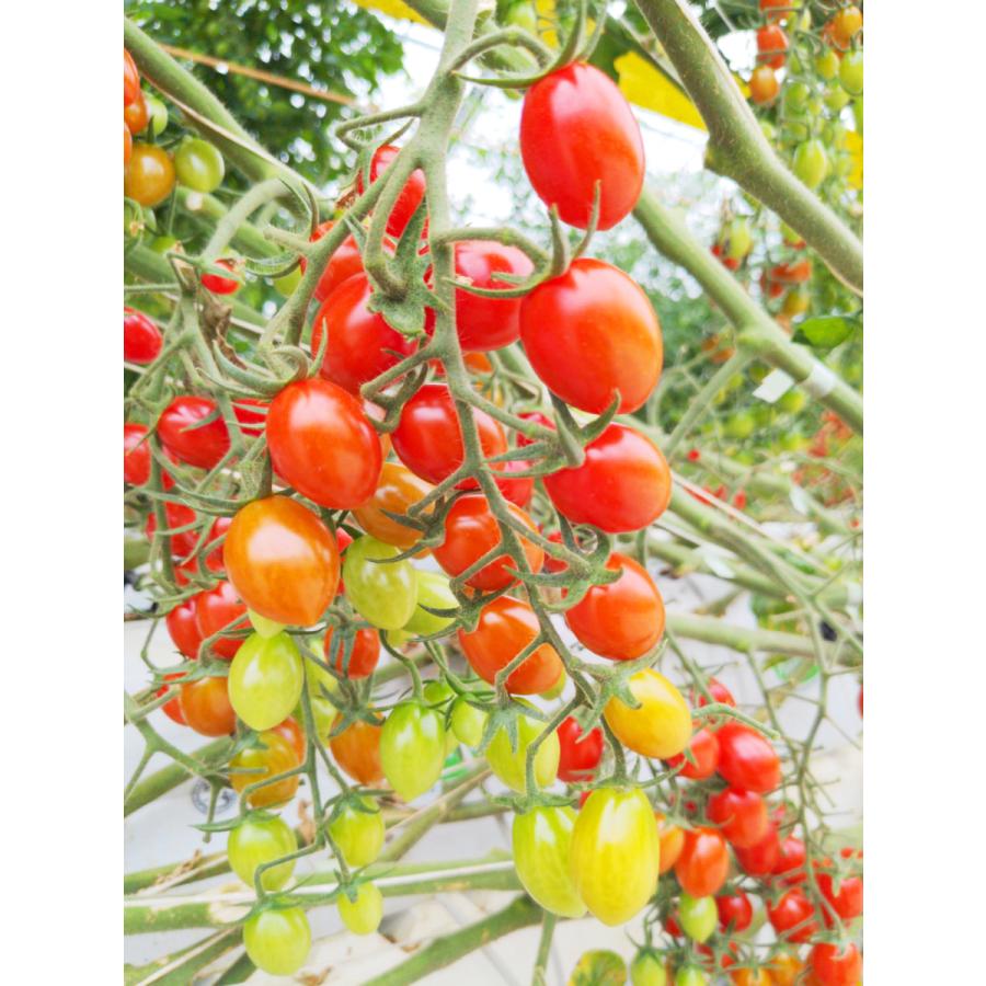 プレミアムトマトジュース ブラックラベル 500ml×1本 : JFF SHOP