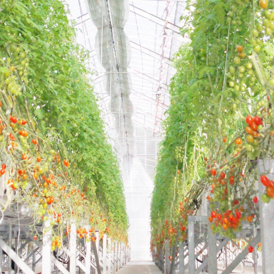 プレミアムトマトジュース ブラックラベル 500ml×2本 : JFF SHOP