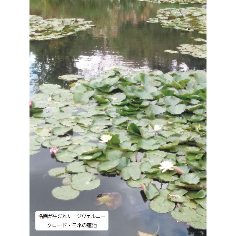 JHA 絵画 インテリア 油絵 額入り 額絵 世界の名画 モネ「睡蓮」特殊ゲル加工 W741×H588 AU-MO-15 日本製 複製画 美術館 樹脂フレームの画像