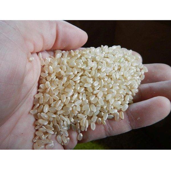 新米 コシヒカリ 令和6年 石川県産 玄米20キロ
