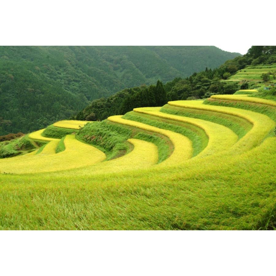 【超希少】棚田米　酵素米　コシヒカリ　玄米５ｋｇ「標準白米に精米」 超希少】棚田米 酵素米 コシヒカリ 玄米25kg「無洗米 に精米」