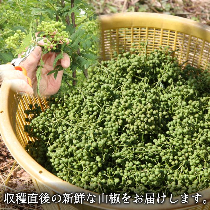 予約5月下旬発送】生 大粒 朝倉さんしょ（冷蔵）500g ＊5月下旬より
