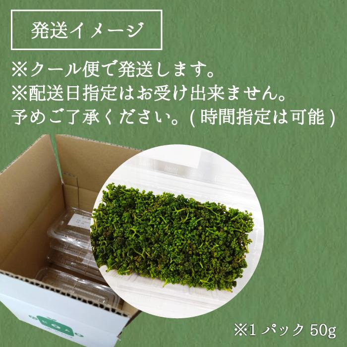 花山椒　200g クール便発送 予約 4月上旬発送】 生 花山椒 約 50g 数量限定商品 希少 収穫したてを