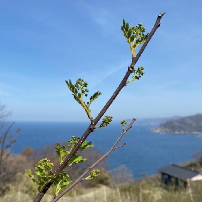 予約 4月上旬発送】 生 花山椒 約 50g 数量限定商品 希少 収穫したてを