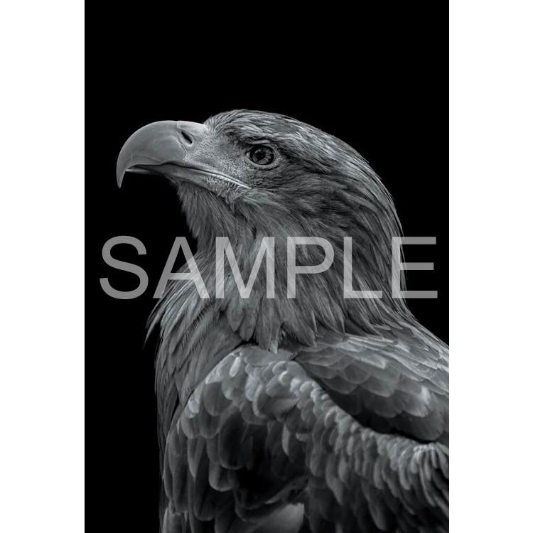 ジグソーパズル Epo 71 690 ペット 動物 The Zoological Garden 言葉のない対話 オジロワシ 300ピース Epo ジグソークラブ 通販 Yahoo ショッピング