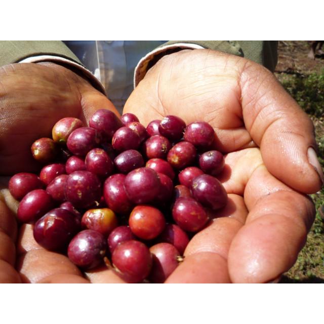 SDGs 有機栽培コーヒー生豆1kg エチオピア・モカ・イルガチェフェ・コンガ（オーガニック/フェアトレード） | オーガニック | 03