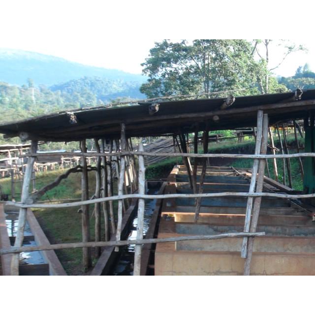 SDGs 有機栽培コーヒー生豆1kg エチオピア・モカ・イルガチェフェ・コンガ（オーガニック/フェアトレード） | オーガニック | 07