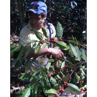 SDGs有機栽培コーヒー生豆1kg ペルー・モンターニャ・ベロニカ（オーガニック/フェアトレード） | オーガニック | 05