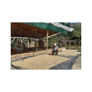 SDGs有機栽培コーヒー生豆1kg ペルー・モンターニャ・ベロニカ（オーガニック/フェアトレード） | オーガニック | 07