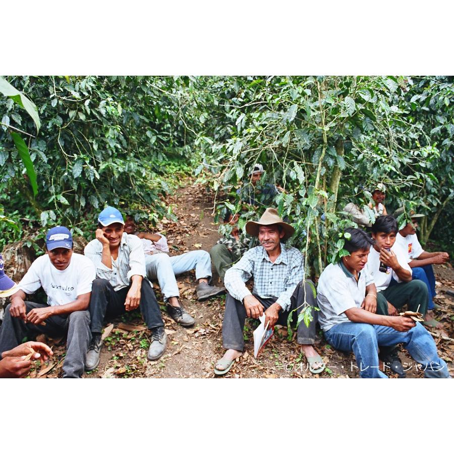 SDGs 有機栽培コーヒー生豆1kg メキシコ・シエラ・マードレ（オーガニック/フェアトレード） | オーガニック | 03