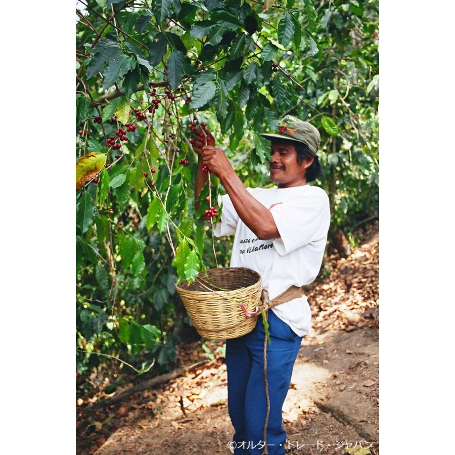 SDGs 有機栽培コーヒー生豆1kg メキシコ・シエラ・マードレ（オーガニック/フェアトレード） | オーガニック | 04