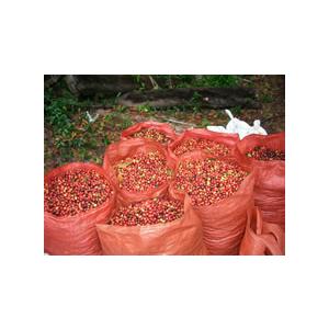 SDGs 有機栽培コーヒー生豆1kg メキシコ・シエラ・マードレ（オーガニック/フェアトレード） | オーガニック | 05