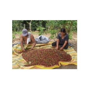 SDGs 有機栽培コーヒー生豆1kg エクアドル・ナチュラレッサ（有機JASオーガニック） | オーガニック | 03