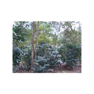 SDGs 有機栽培コーヒー生豆1kg エクアドル・ナチュラレッサ（有機JASオーガニック） | オーガニック | 04