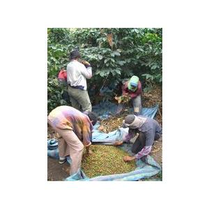 SDGs 有機栽培コーヒー生豆1kg エクアドル・ナチュラレッサ（有機JASオーガニック） | オーガニック | 05