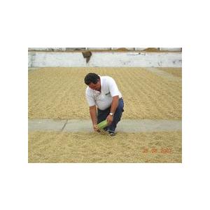 SDGs 有機栽培コーヒー生豆1kg エクアドル・ナチュラレッサ（有機JASオーガニック） | オーガニック | 07