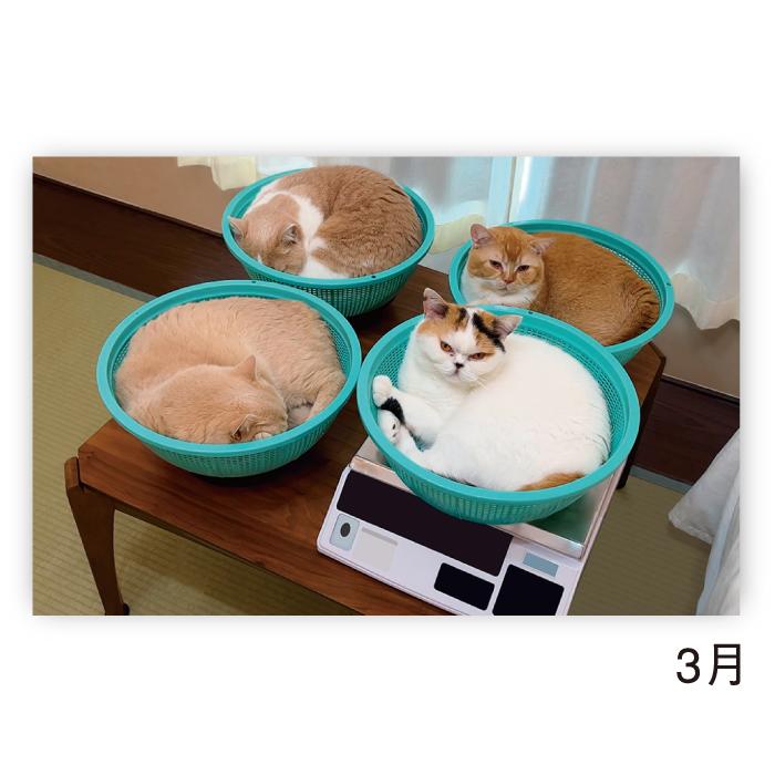 新日本カレンダー カレンダー 2026年 壁掛け ねこと生活 みかんと