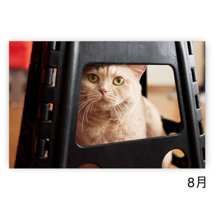 新日本カレンダー カレンダー 2026年 壁掛け ねこと生活 みかんと