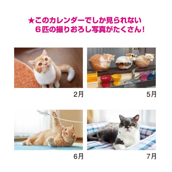 新日本カレンダー カレンダー 2026 卓上 ねこと生活 みかんとじろう