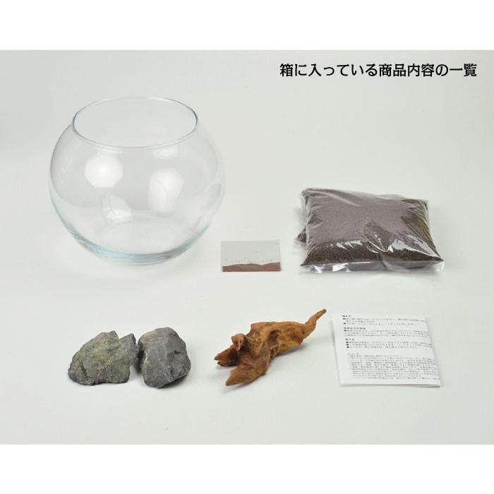 育てる水草　水草栽培キット　Sサイズ　12点セット　GD-812 育てる水草 S GD-812 水草 栽培 キット かわいい アクアリウム 育てる
