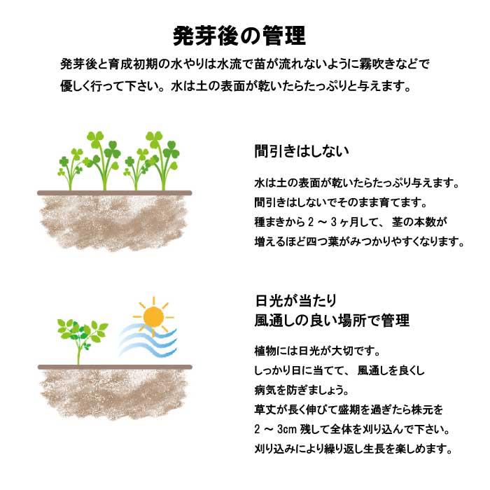 四つ葉クローバー きっとみつかる 四つ葉のクローバー 栽培キット