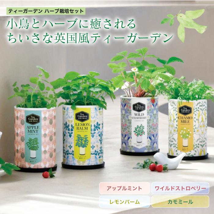 ハーブ 栽培キット ティーガーデン アップルミント ストロベリー レモンバーム カモミール ハーブティー キッチン栽培 おしゃれ ギフト 266091（Yahoo!・神宮館縁堂ヤフー店）