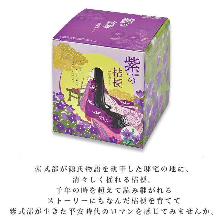 紫式部の桔梗 栽培セット 桔梗 キキョウ 紫 盆栽 かわいい 栽培 観葉