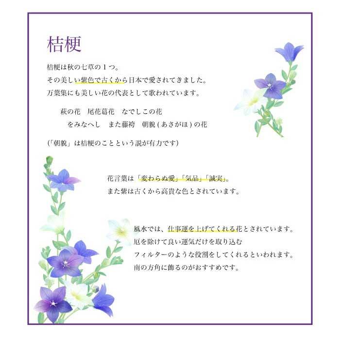 紫式部の桔梗 栽培セット 桔梗 キキョウ 紫 盆栽 かわいい 栽培 観葉