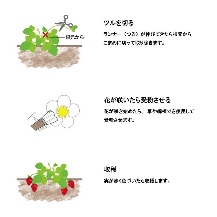 いちご 摘みたてイチゴ 栽培セット かわいい 栽培 ストロベリー 栽培