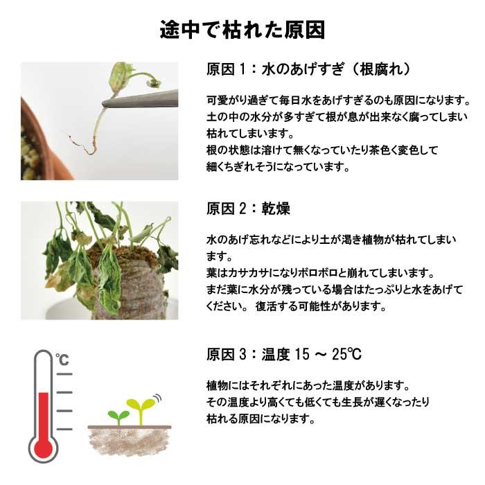 いちご 摘みたてイチゴ 栽培セット かわいい 栽培 ストロベリー 栽培