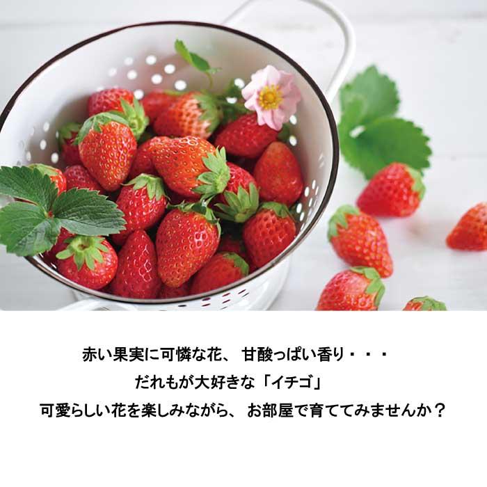 いちご 摘みたてイチゴ 栽培セット かわいい 栽培 ストロベリー 栽培