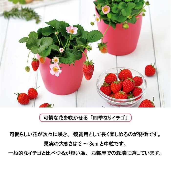 いちご 摘みたてイチゴ 栽培セット かわいい 栽培 ストロベリー 栽培