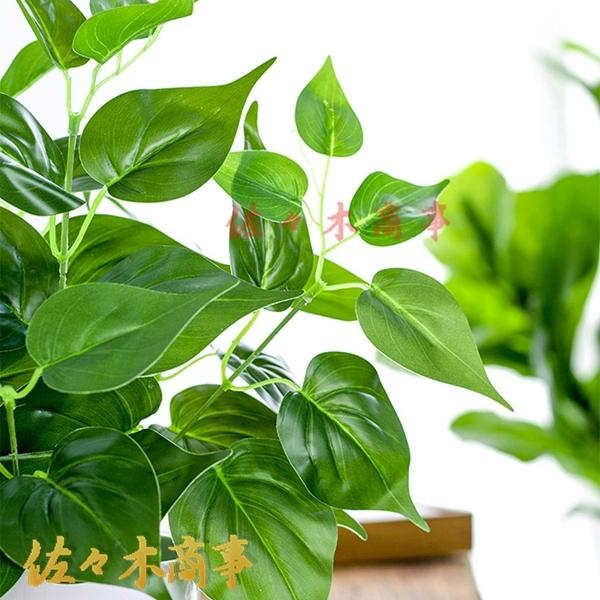 モンステラ・ポトス Non Green モンステラ・ポトス Non Green モンステラ・ポトス Non Green 観葉植物