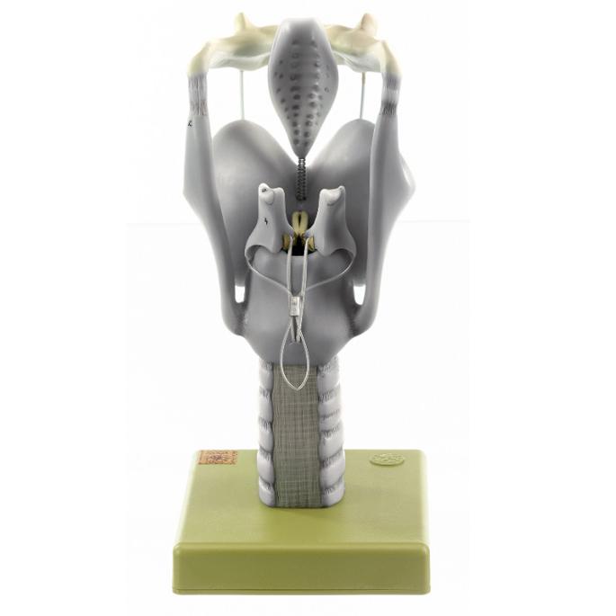 頭部模型 somso社製 Base of the Head 頭部模型 somso社製 Base of the Head - メルカリ