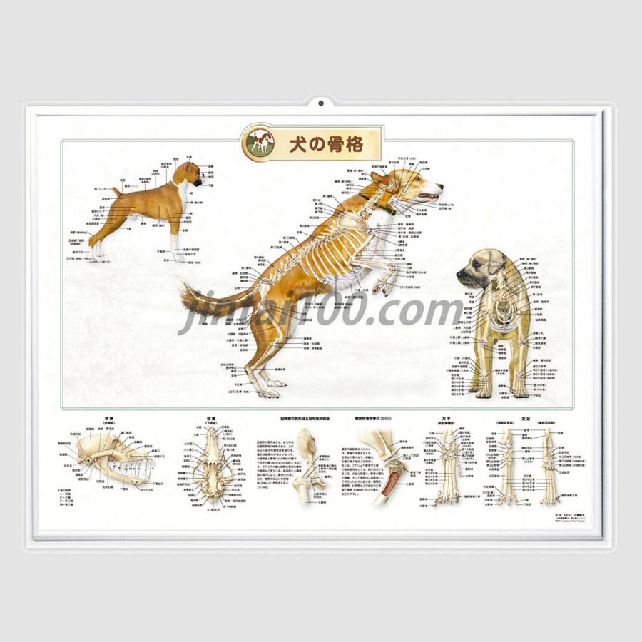 犬の骨格」立体ポスター B2サイズ 動物学ウオールレリーフアート
