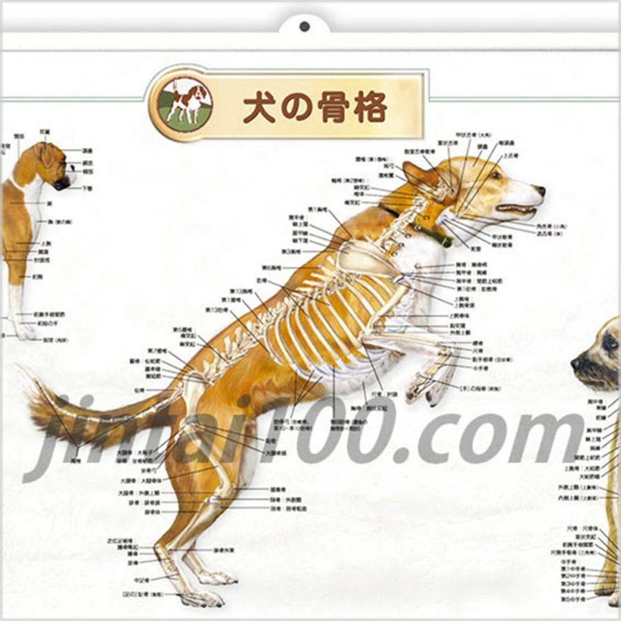 犬の骨格」立体ポスター B2サイズ 動物学ウオールレリーフアート