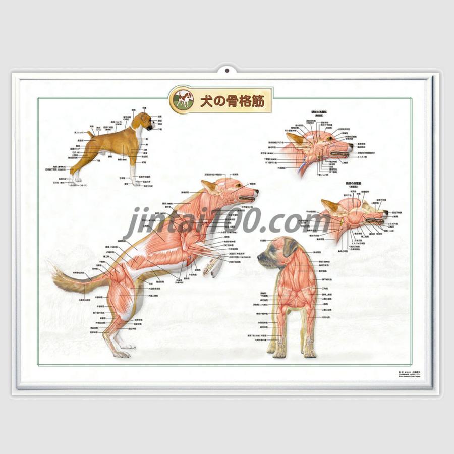 犬の骨格筋」立体ポスター B2サイズ 動物学ウオールレリーフアート